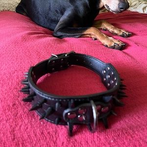 Spike dog collar